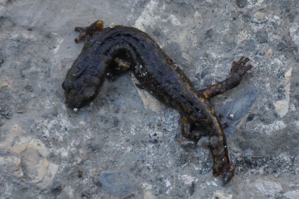 Salamandra atra? - Geotritone Hydromantes strinatii